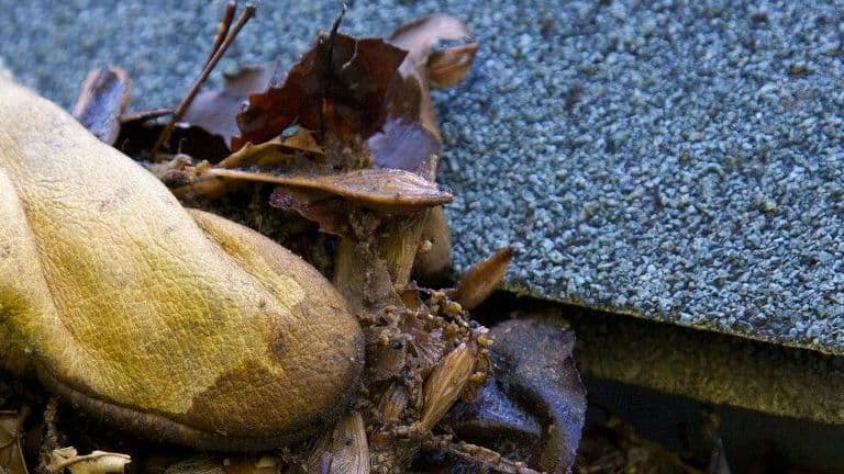 cleaning-gutters-clogged-with-leaves