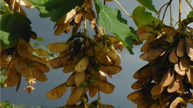 Keep Whirlybirds Out Of Gutters