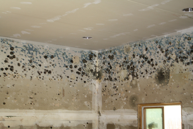 Water Causing Mold Damage to House