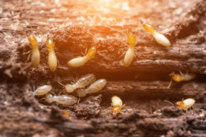 termites caused by clogged gutters