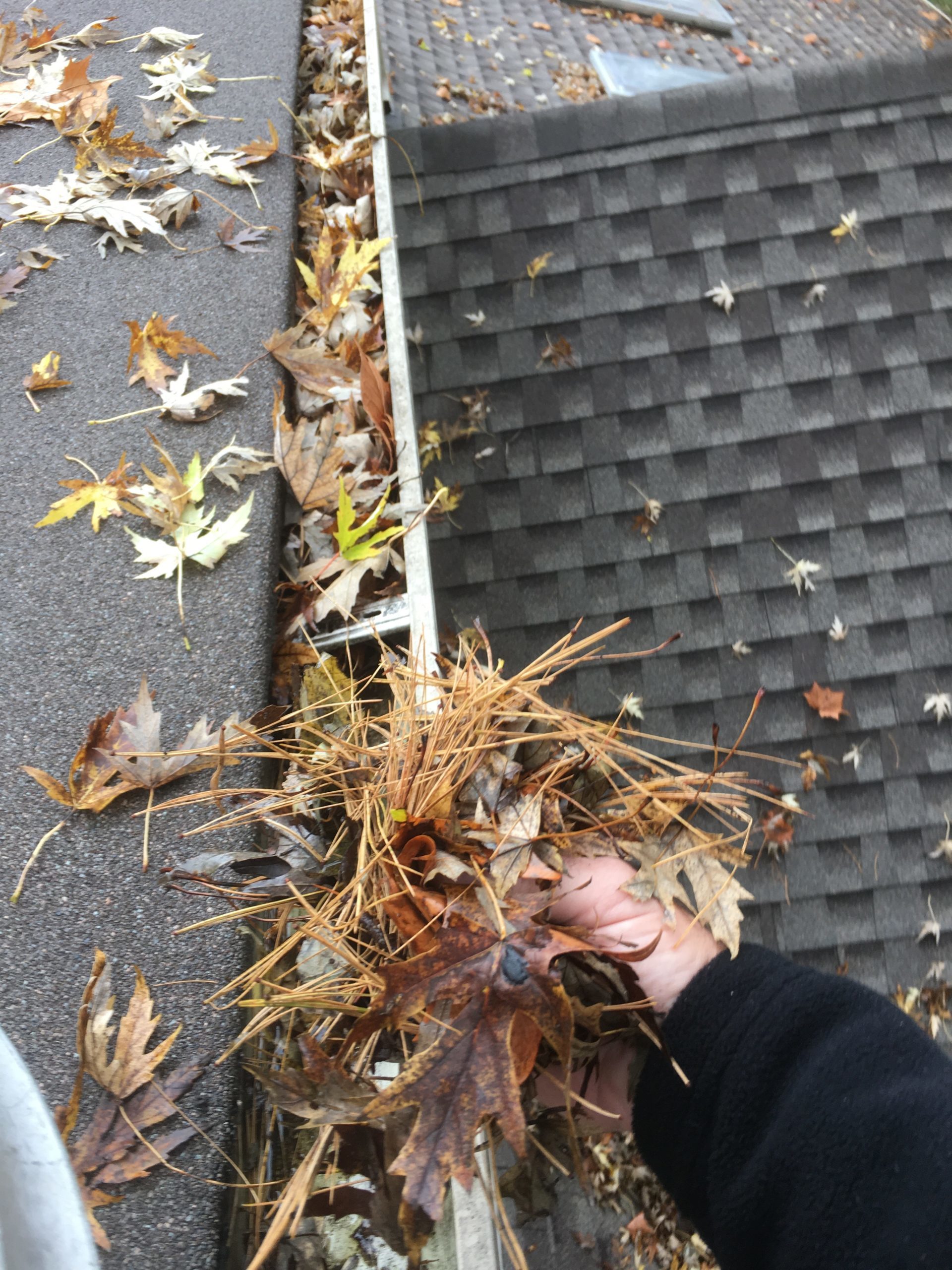 Cleaning out fall leaves and pine needles from gutter