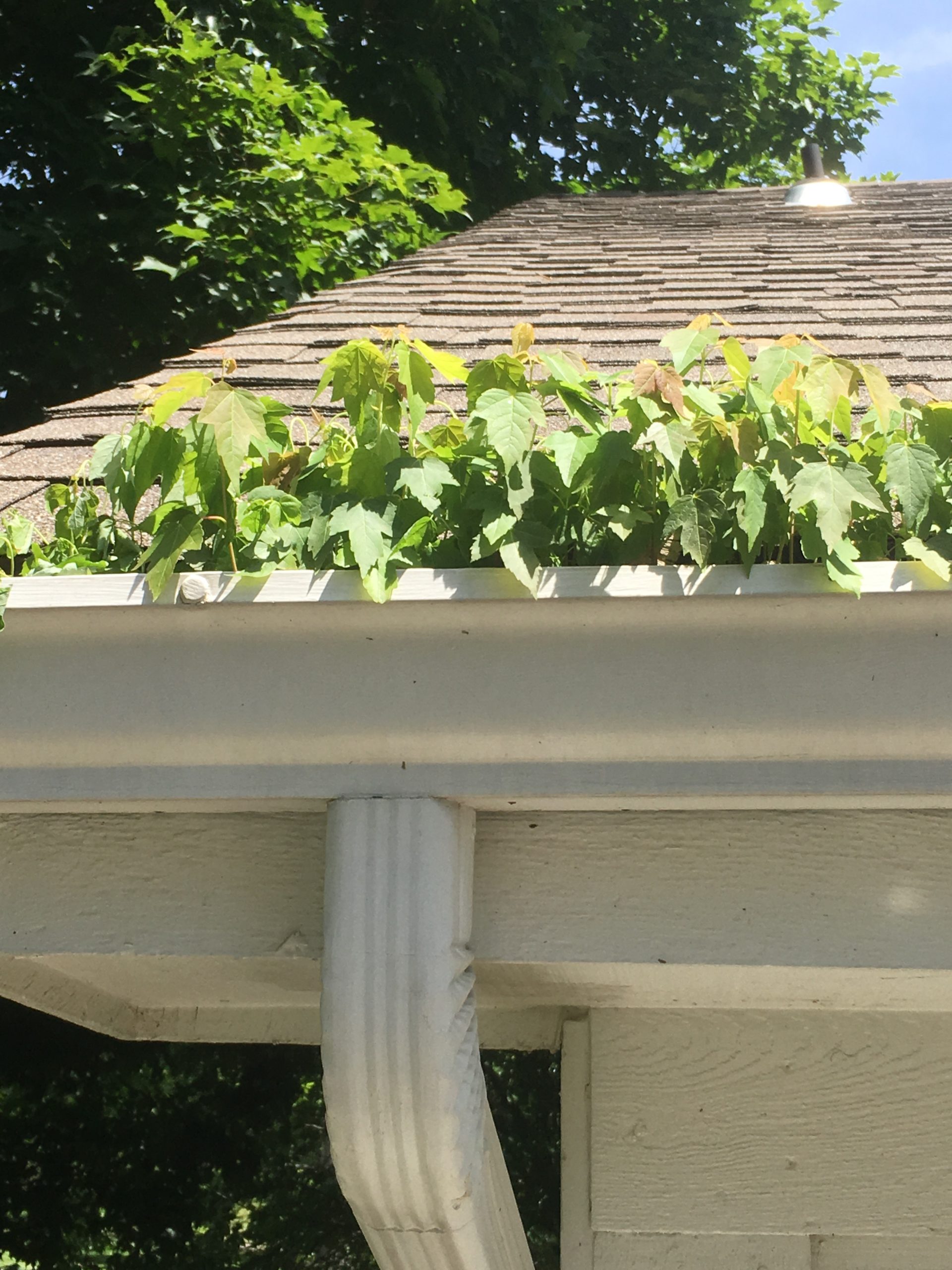 clogged gutter with maple leaves overgrownth Gutter Cover of Kansas City