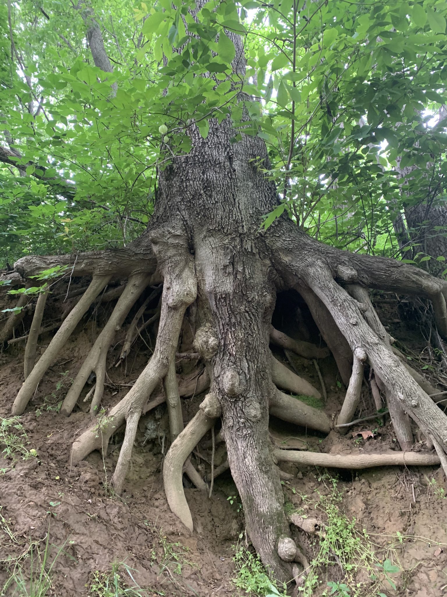 - Kansas City Tree Haven: Nurturing Nature's Legacy