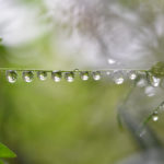 water droplets clinging to twig by surface tension just as water clings to a gutter guard due to surface tension.