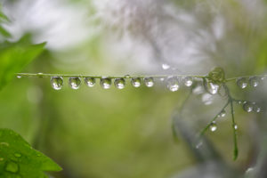 water droplets clinging to twig by surface tension just as water clings to a gutter guard due to surface tension.