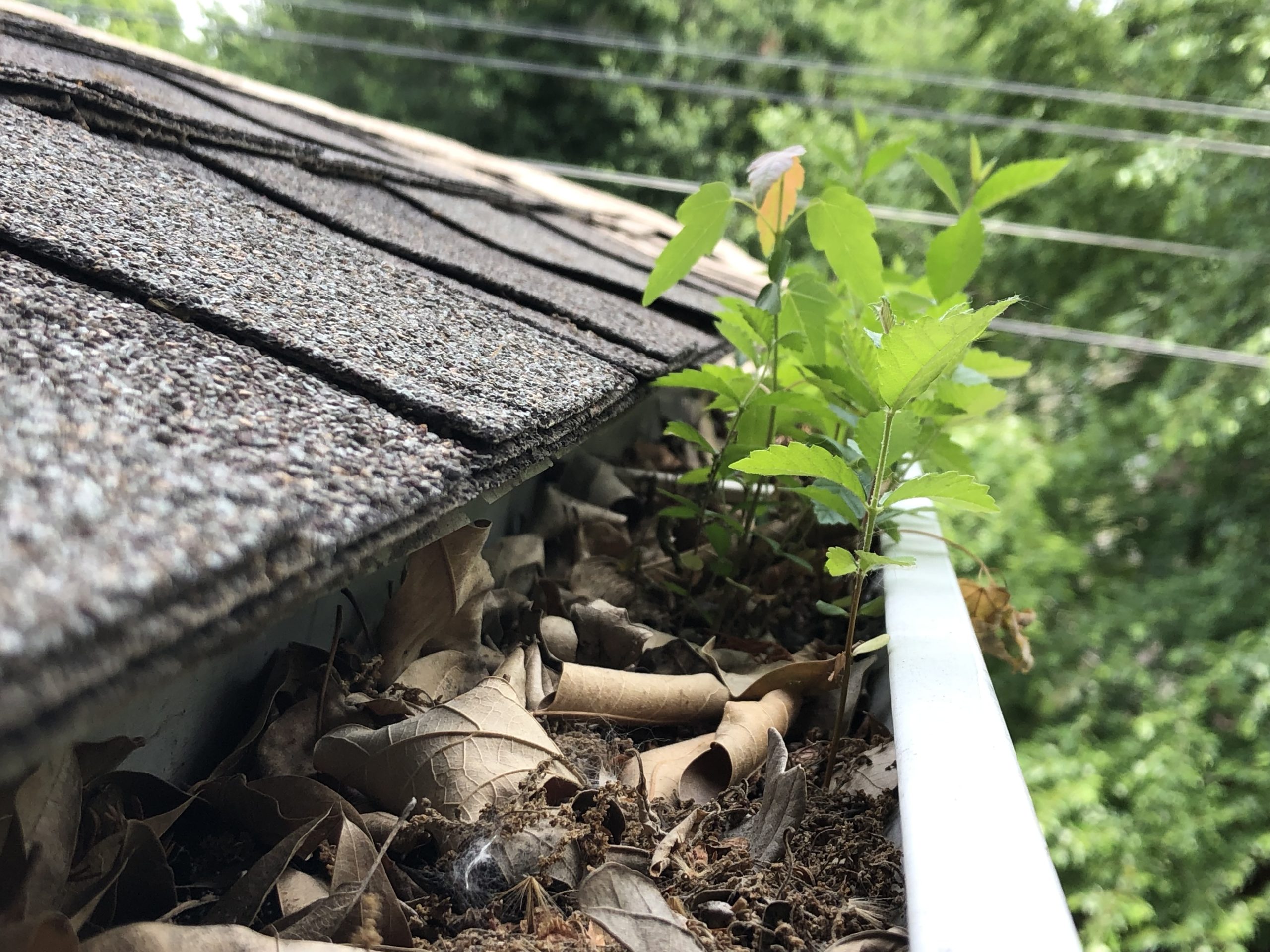debris-growing-in-clogged-gutter-because-they-dont-have-advantage-gutter-guard