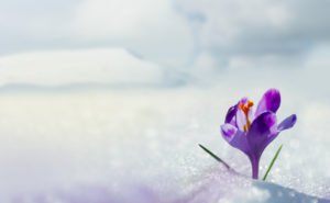 purple-flower-growing-in-snow-during-early-spring