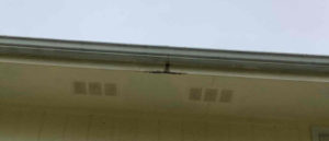 close-up-view-of-soffit-damage-from-overflowing-gutters