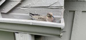 bird-sitting-bird's-nest-in-gutter
