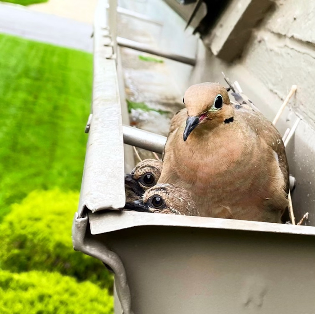 mama bird sitting in it's nest in the gutter with two baby birds