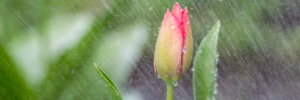 flower-in-spring-rain