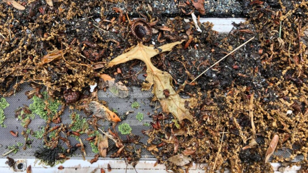 clogged-leaf-filter-without-surface-tension