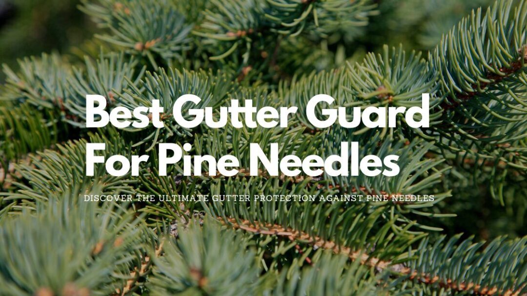 do pine needles hurt dogs